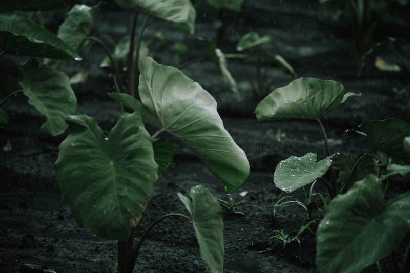 雨をはじく里芋の葉の写真