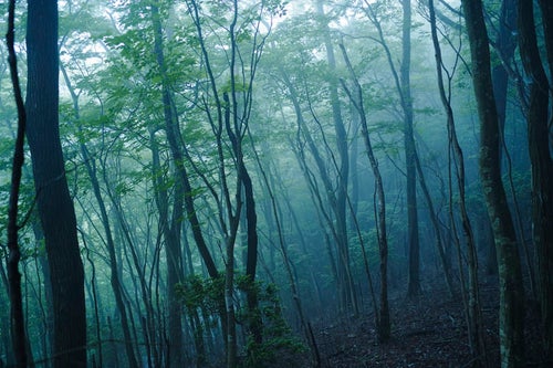 霧に包まれた森の写真