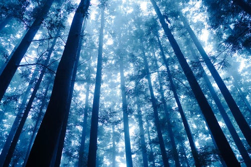 青い光が降り注ぐ杉林の写真