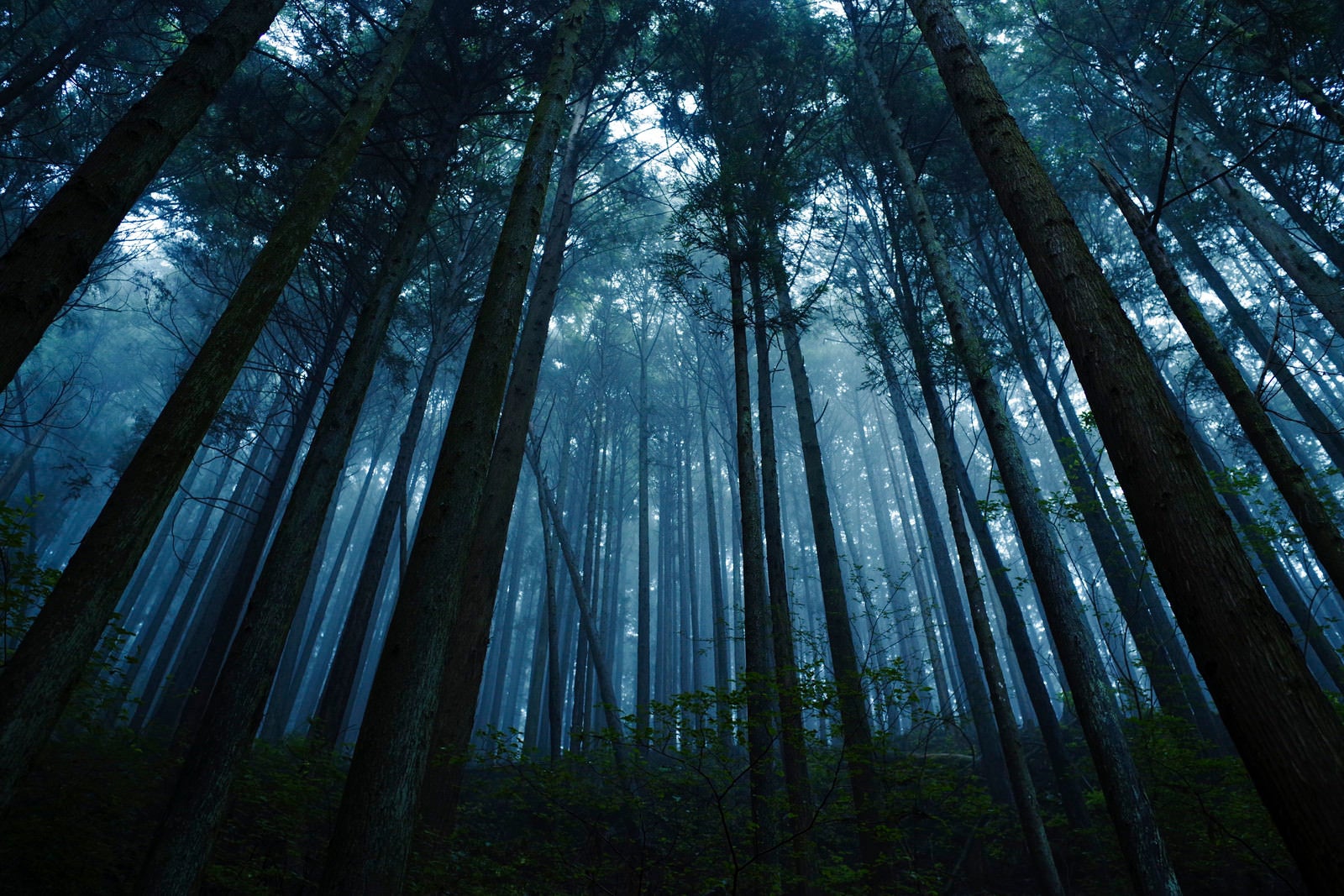 「青い霧に包まれる杉の森」の写真