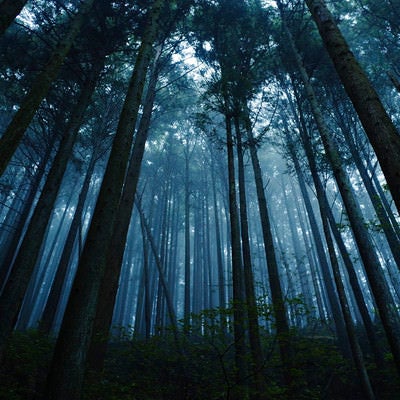 青い霧に包まれる杉の森の写真