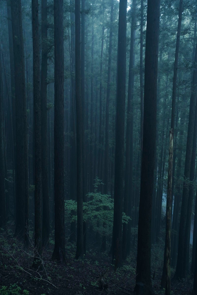 「静かな雰囲気の杉林の中の若木」の写真
