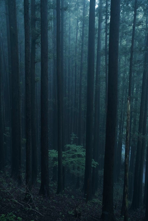 静かな雰囲気の杉林の中の若木の写真