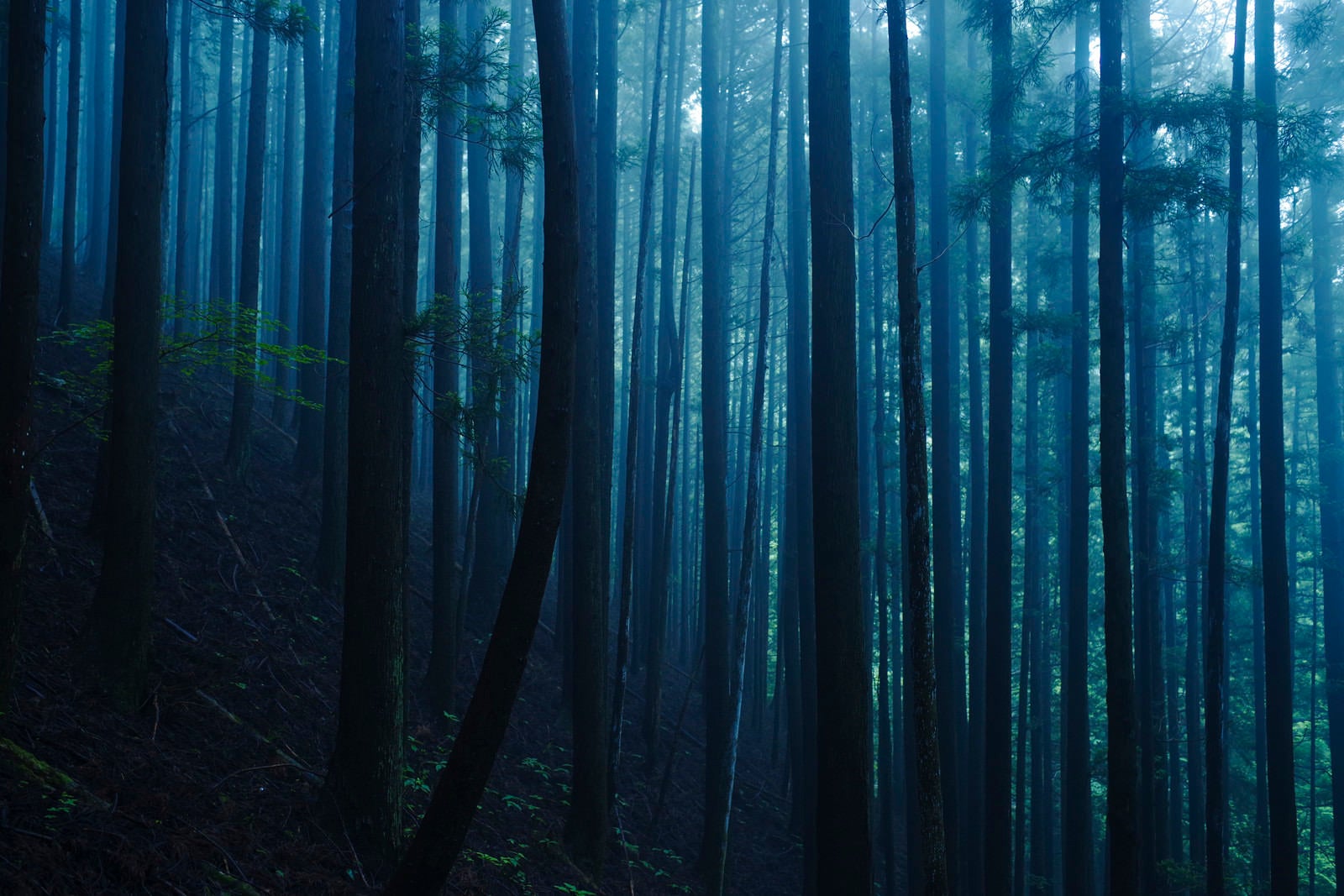 「静けさを持った青い杉林」の写真