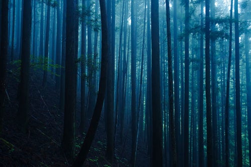 静けさを持った青い杉林の写真