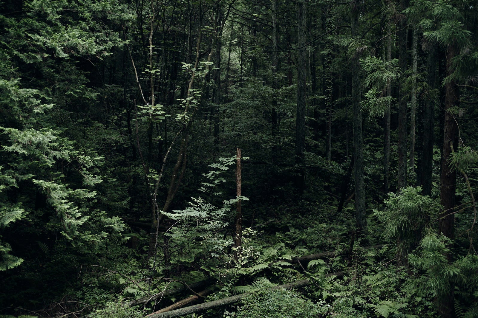 「鬱蒼とした陰鬱な森」の写真