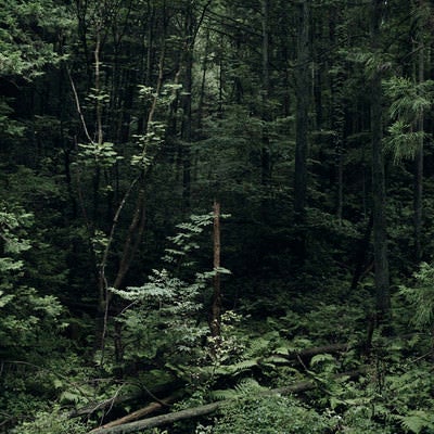 鬱蒼とした陰鬱な森の写真