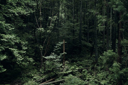 鬱蒼とした陰鬱な森の写真