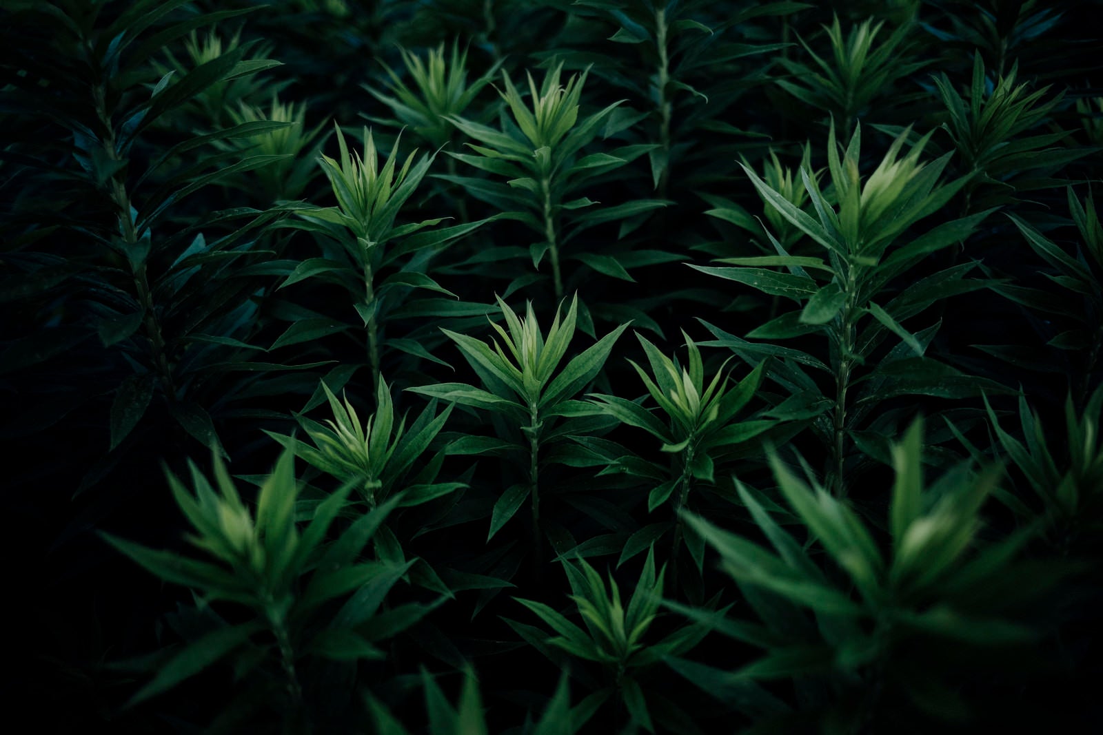 「オオアレチノギクの若芽」の写真