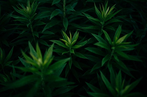 暗がりに浮かぶオオアレチノギクの若芽の写真