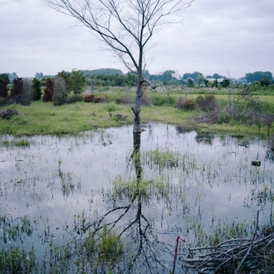 水面に反射する灌木の写真