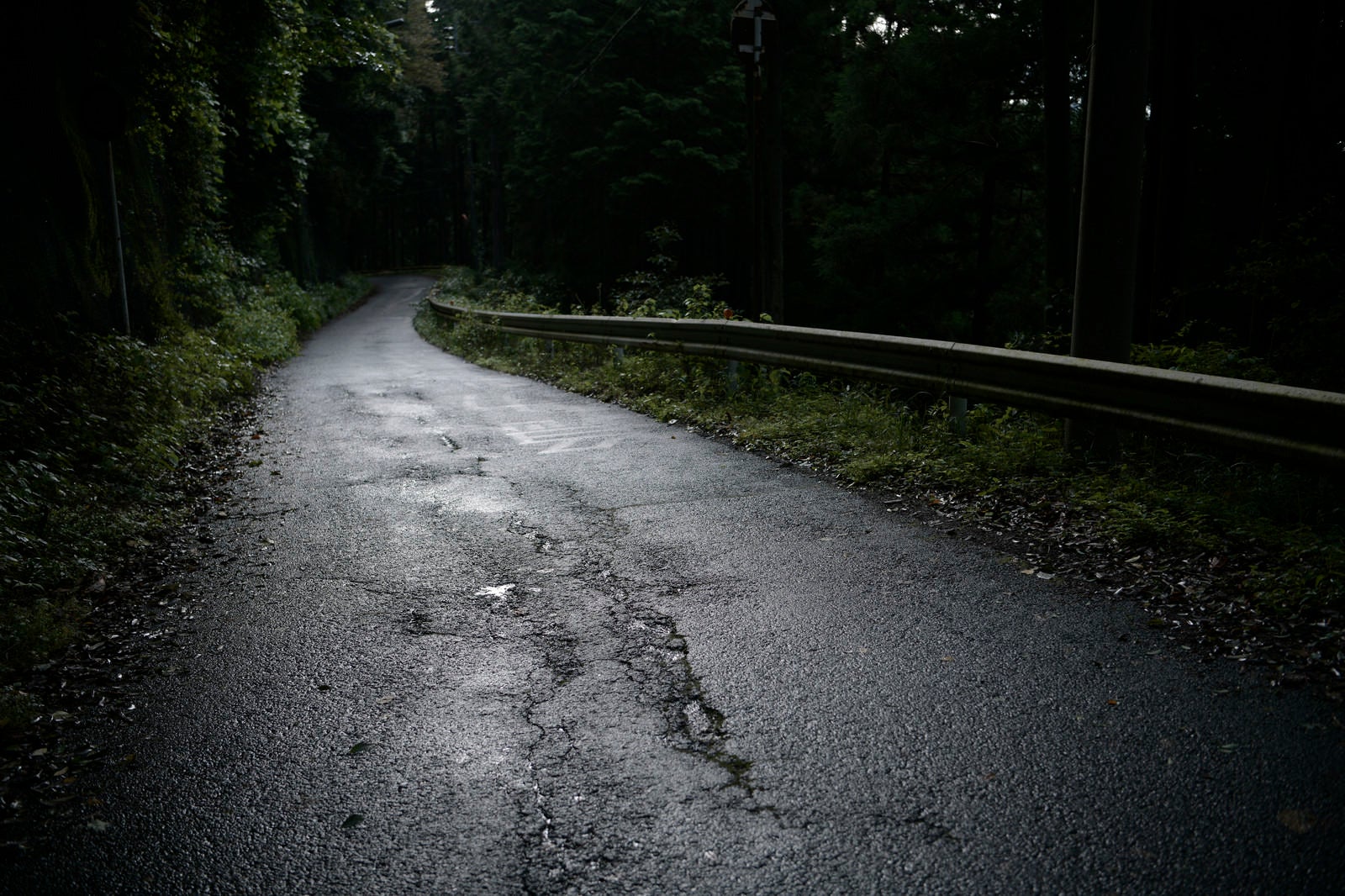 「濡れた地面に光が反射する静かな林道」の写真