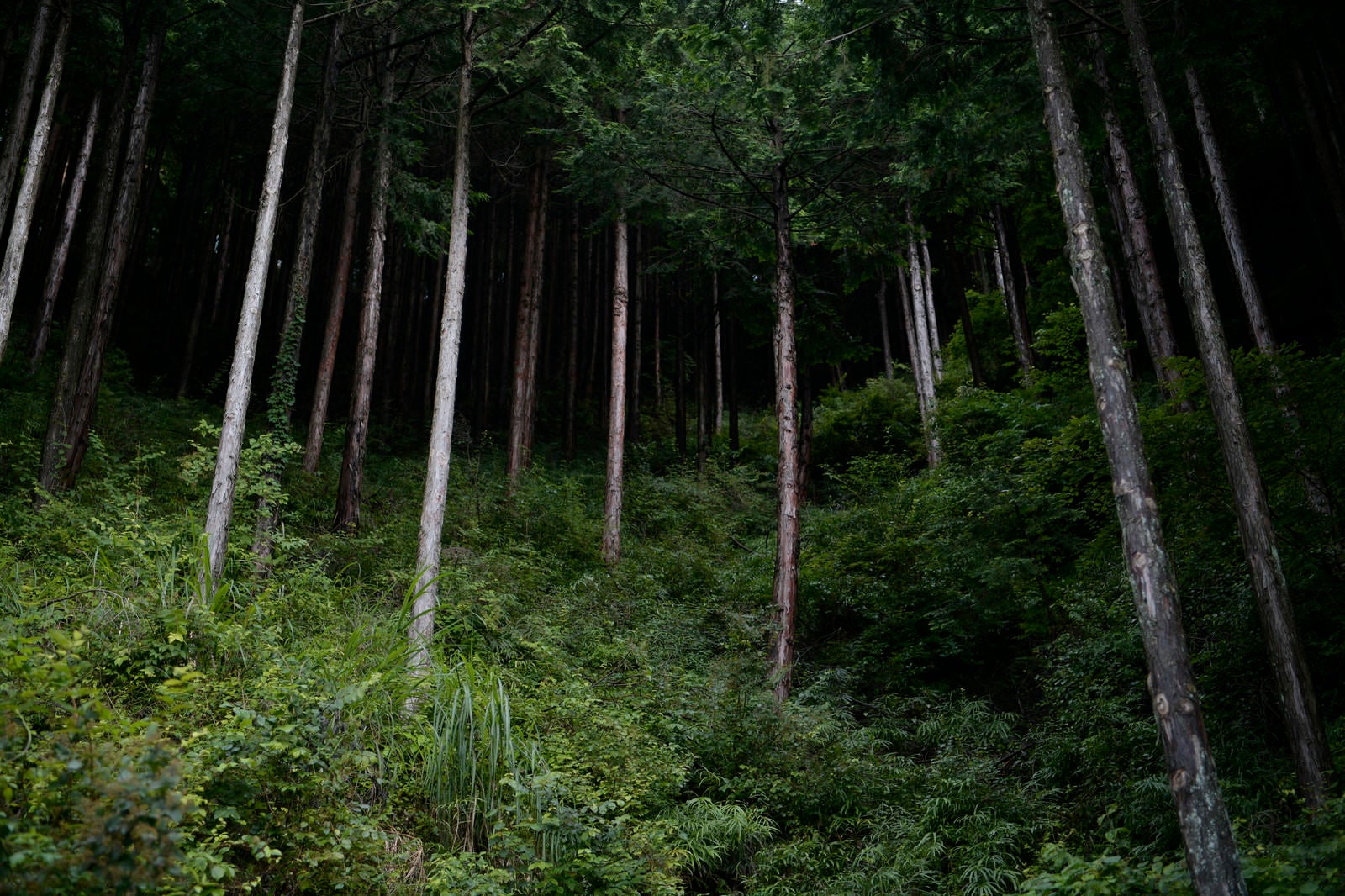 「若い杉が林立する杉林」の写真