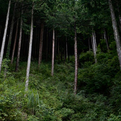 若い杉が林立する杉林の写真
