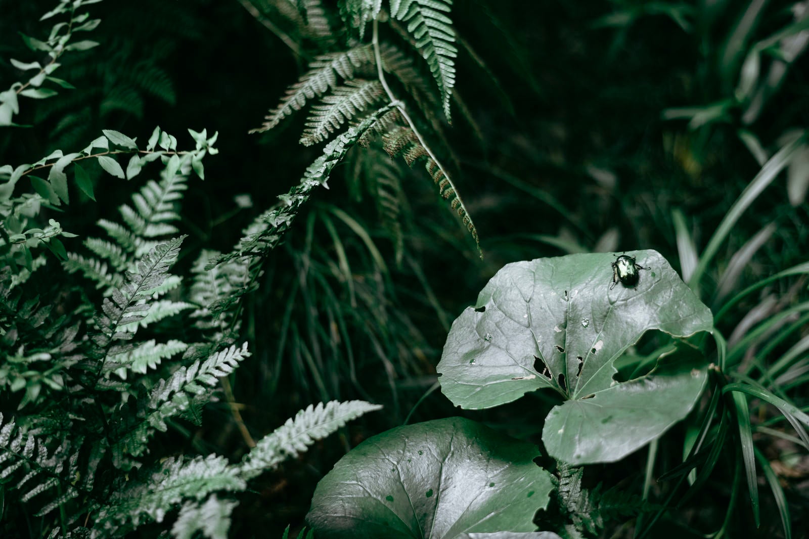 「葉にとまるカナブン」の写真