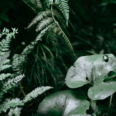 葉にとまるカナブンの写真