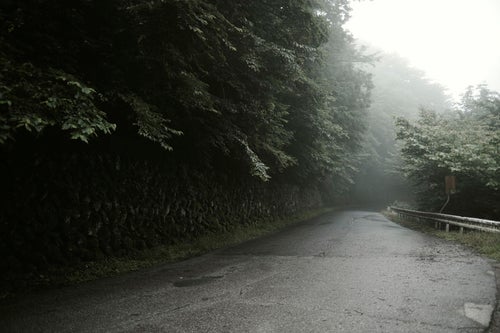 霧に包まれる林道の写真