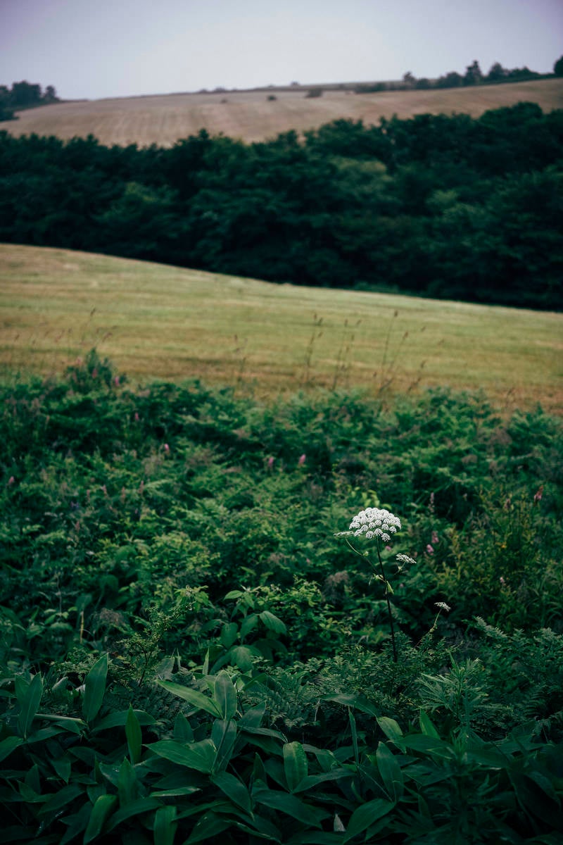 「シシウドの花と牧場」の写真