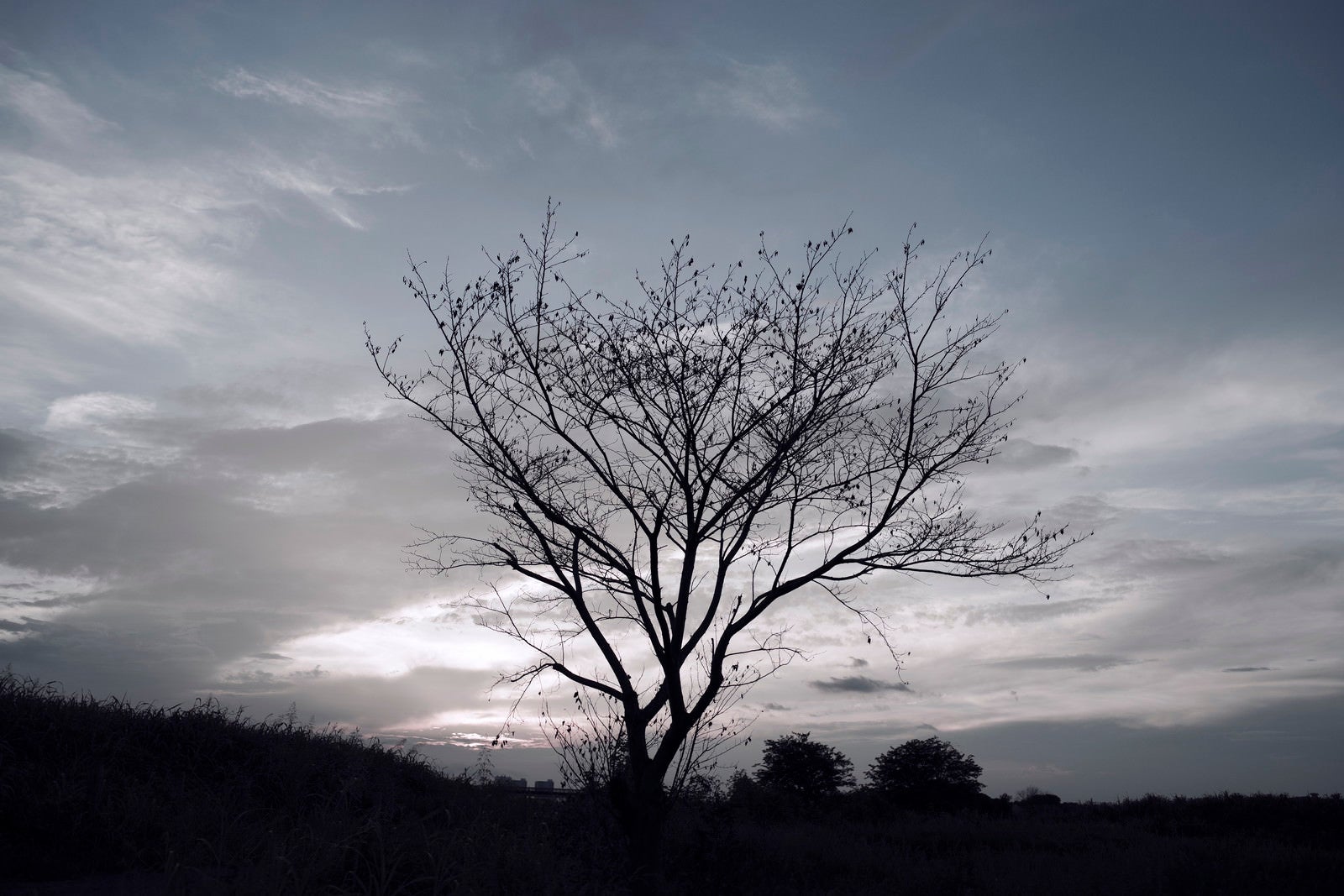 「丸裸のまま枯れ往く立木」の写真