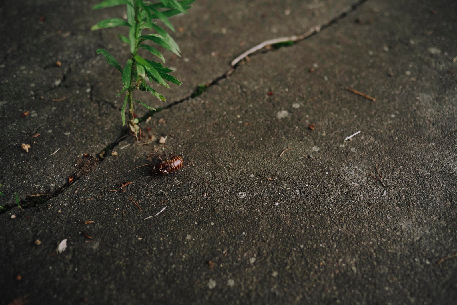 「地面に転がるエゾゼミの抜け殻」の写真