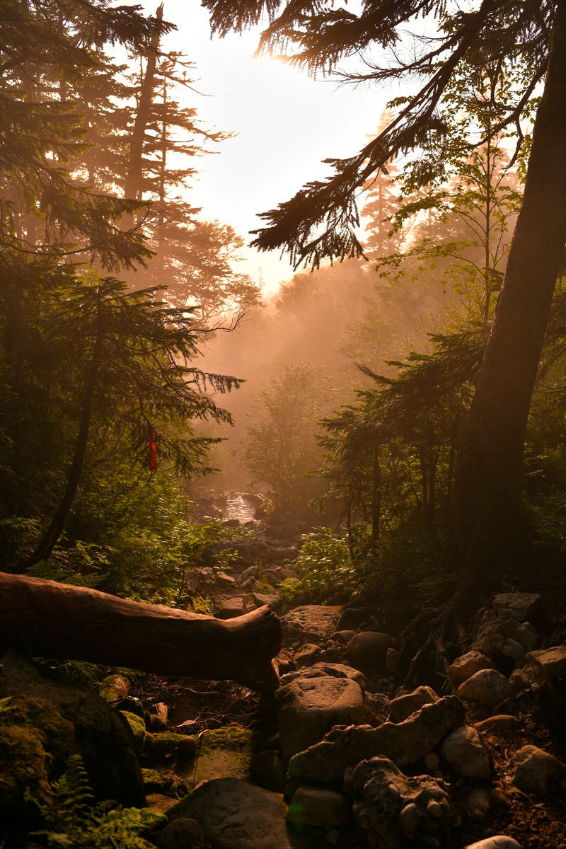 「夕方の光が差し込む登山道」の写真