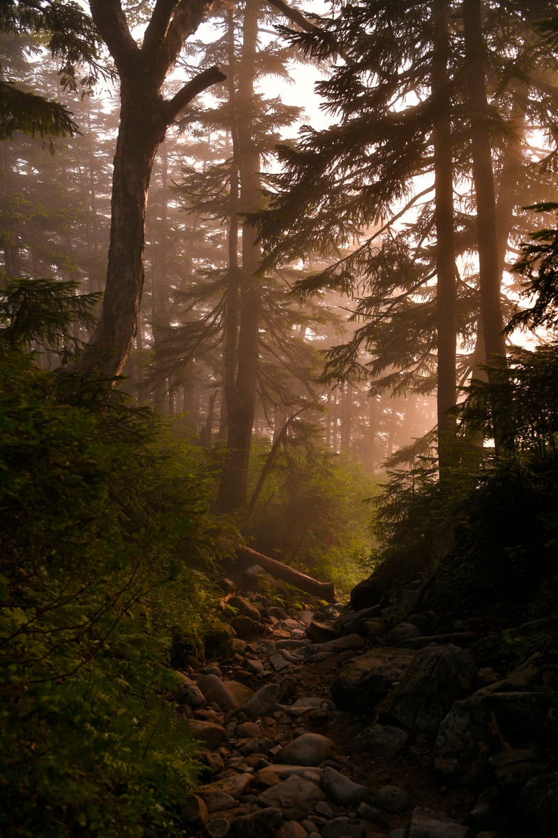「夕日が差し込む高層樹林」の写真