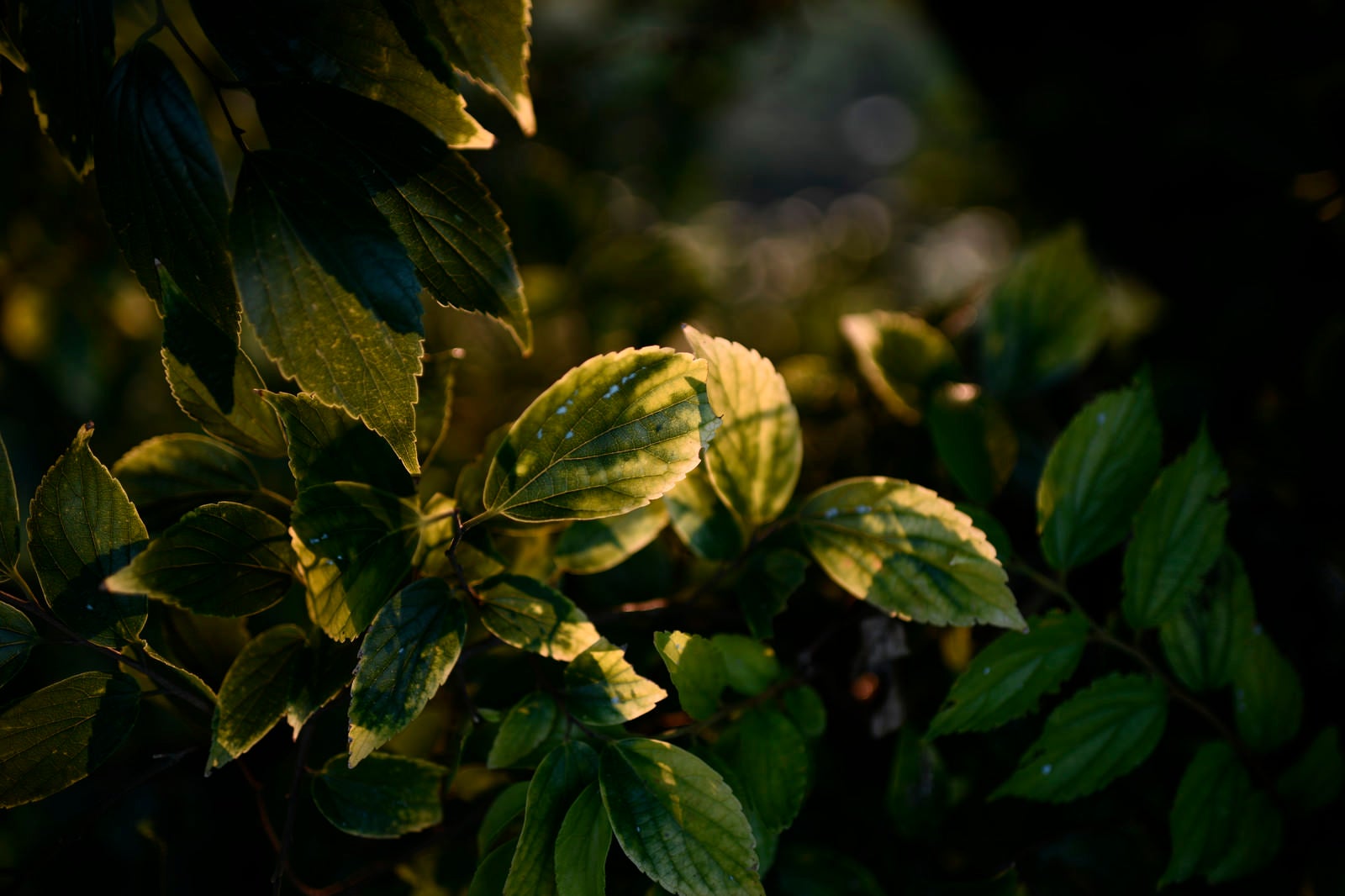 「夕日を透かし輝く葉」の写真