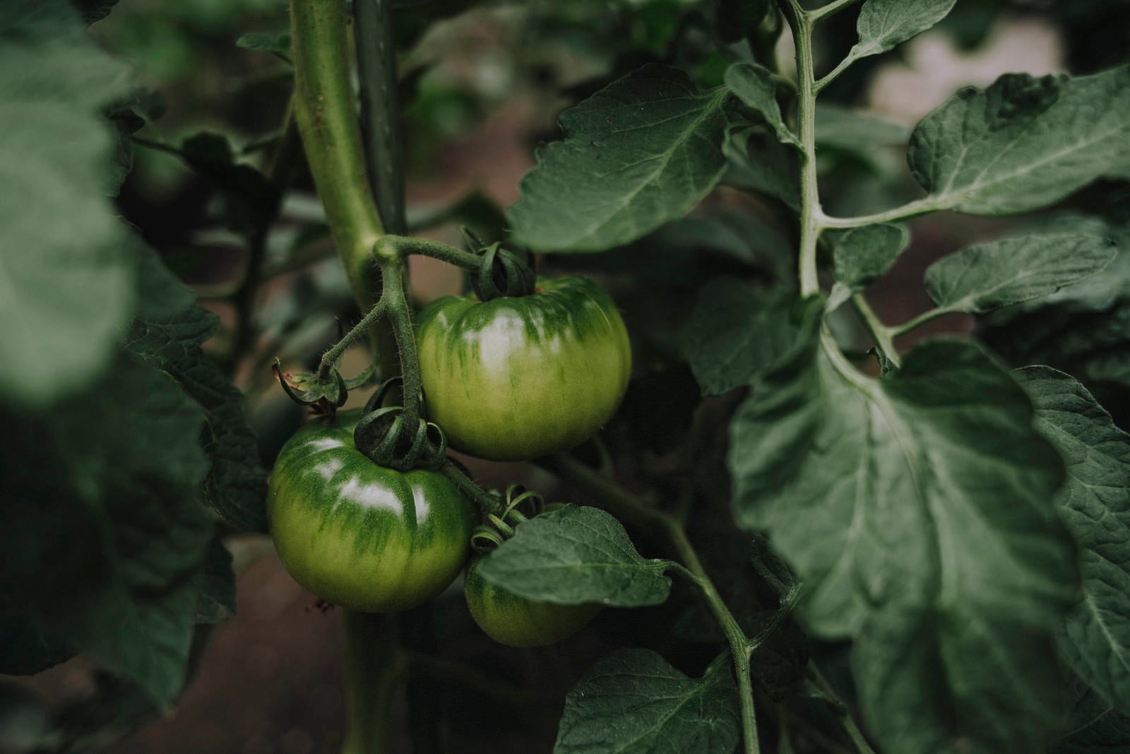 「完熟を待つ青いトマト」の写真