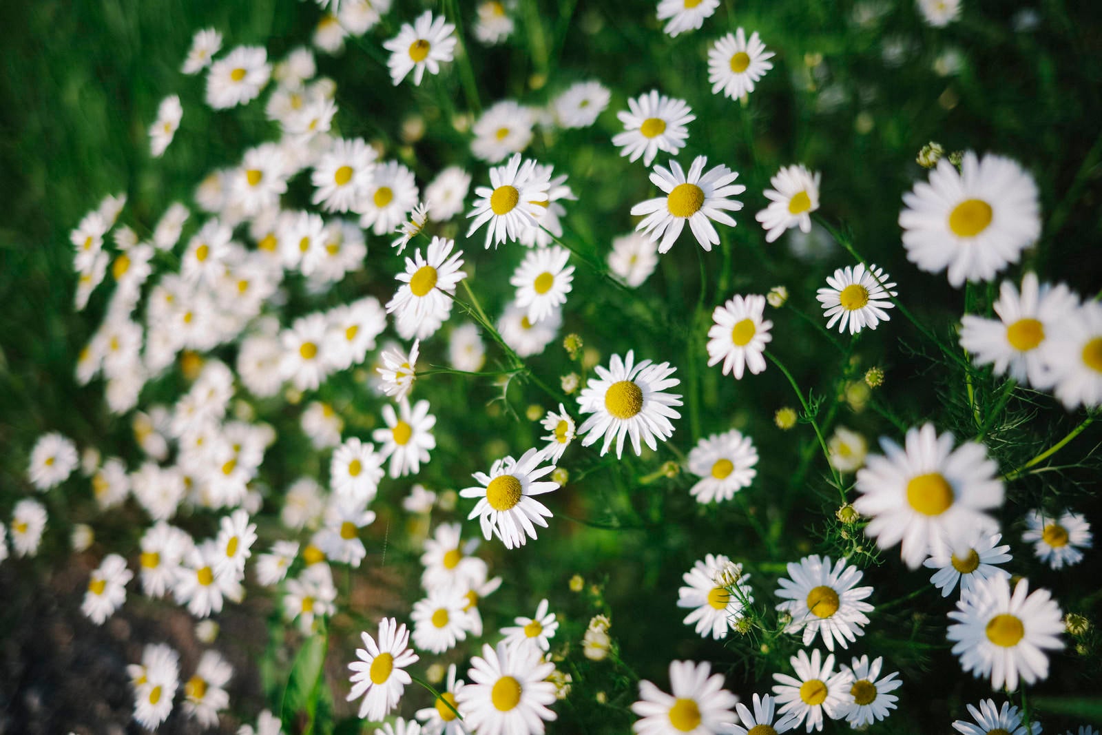 「密集して咲く夏のカモミール」の写真