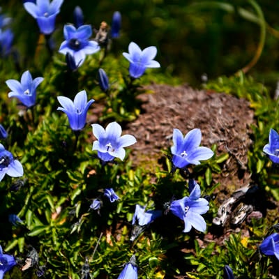 小ぶりなイワギキョウの花の写真