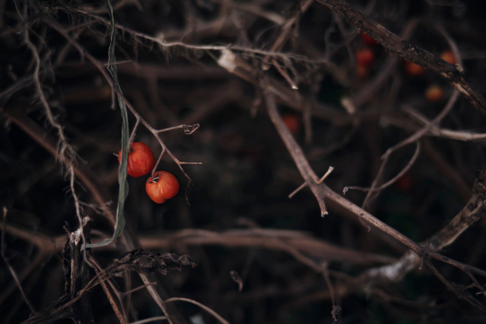 「捨てられ朽ちゆくトマト」の写真