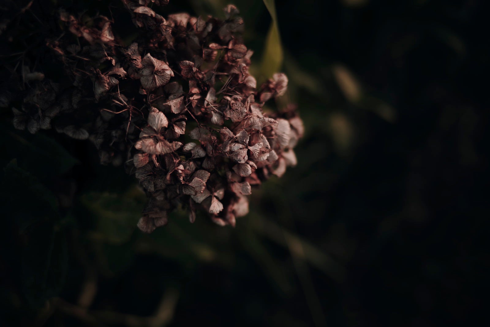 「枯れたアジサイの花」の写真