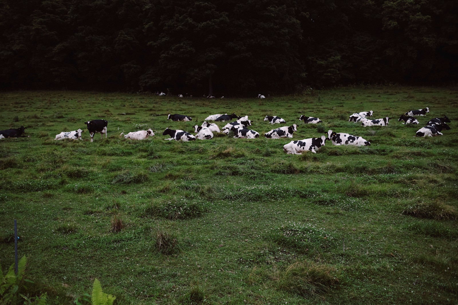 「牧草地に寝そべる牛たち」の写真