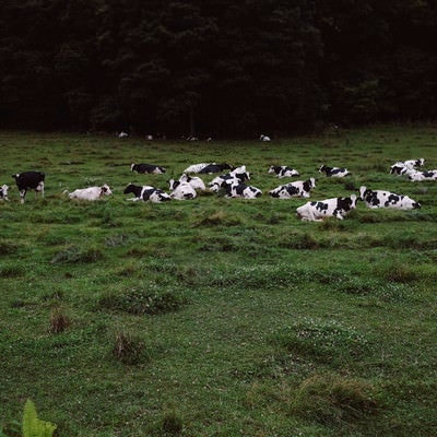牧草地に寝そべる牛たちの写真