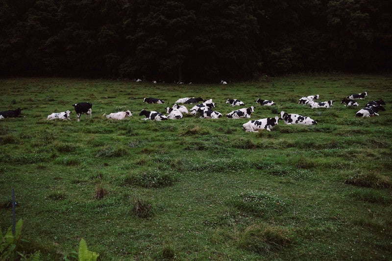 牧草地に寝そべる牛たちの写真