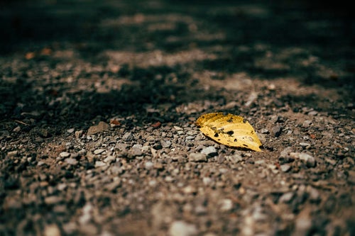秋の始まりを告げる落ち葉の写真