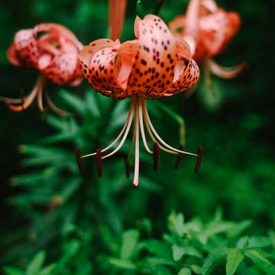 立派に咲いた鬼百合の花の写真