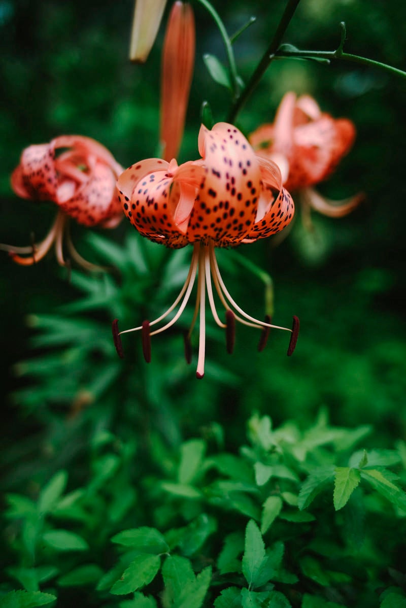 「立派に咲いた鬼百合の花」の写真