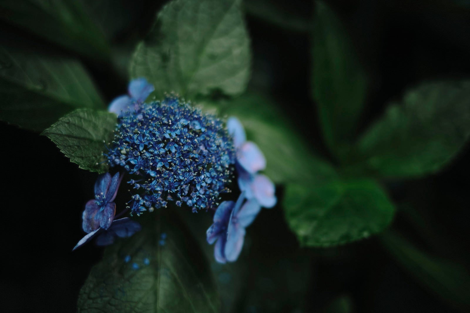 「細かい花弁が密集するアジサイの花」の写真