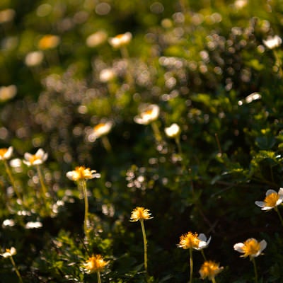 花びらを失ったチングルマの写真