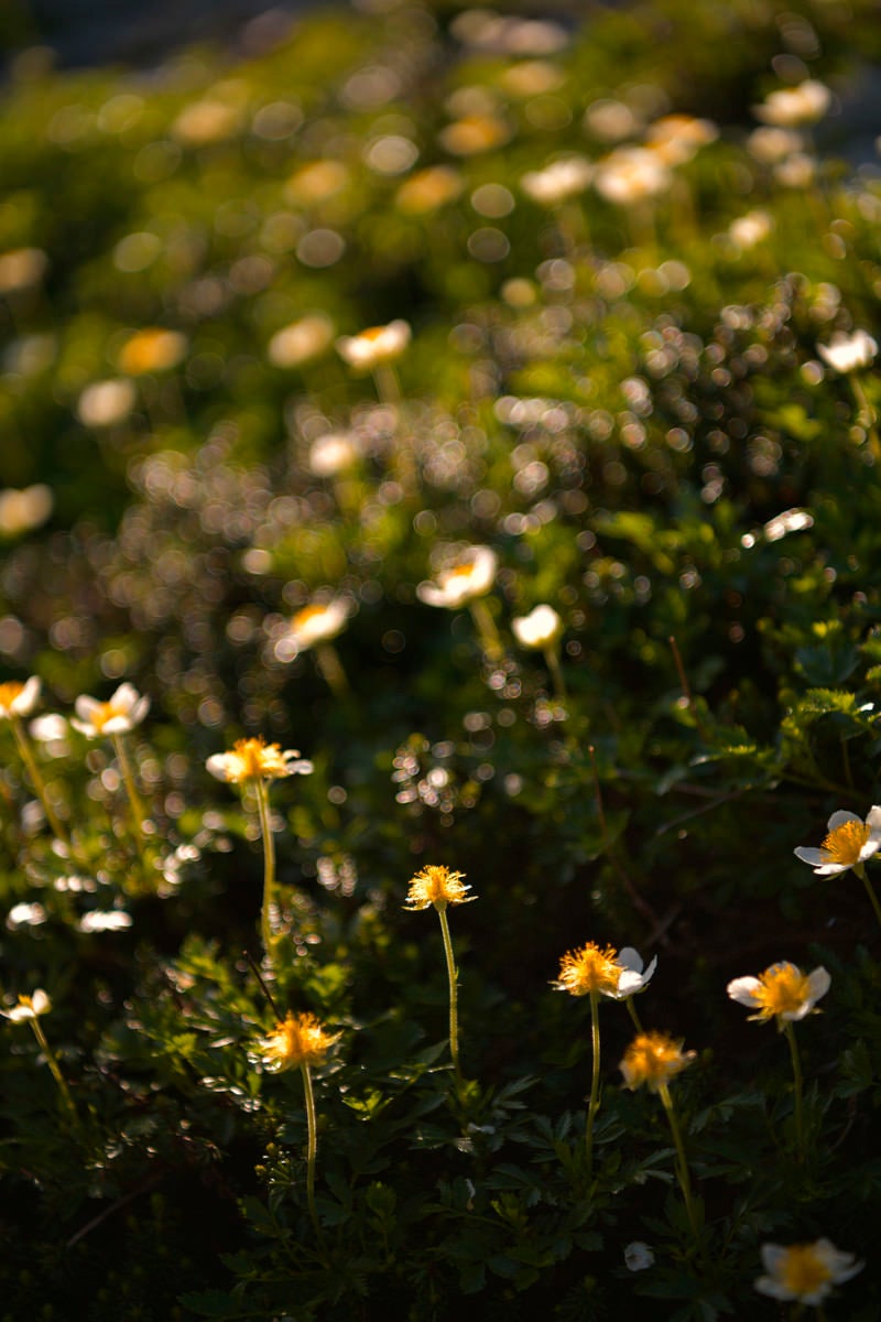 「花びらを失ったチングルマ」の写真