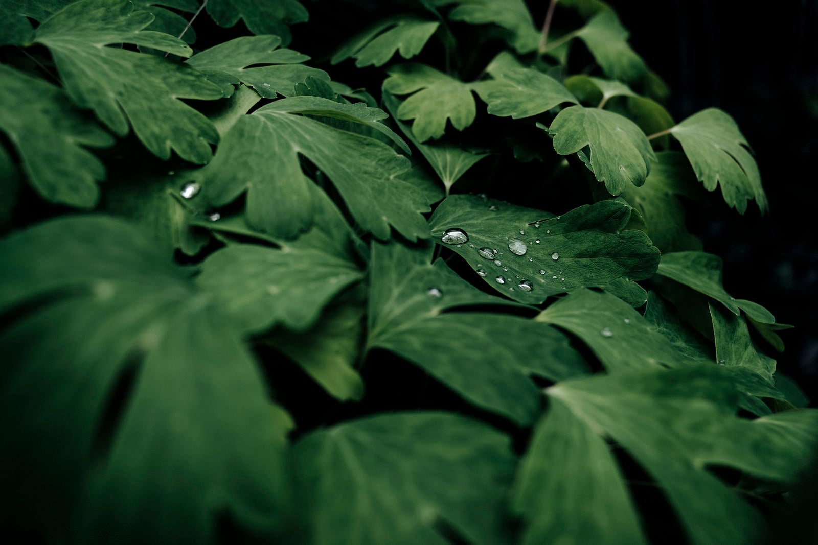 「葉の上を這う水滴」の写真