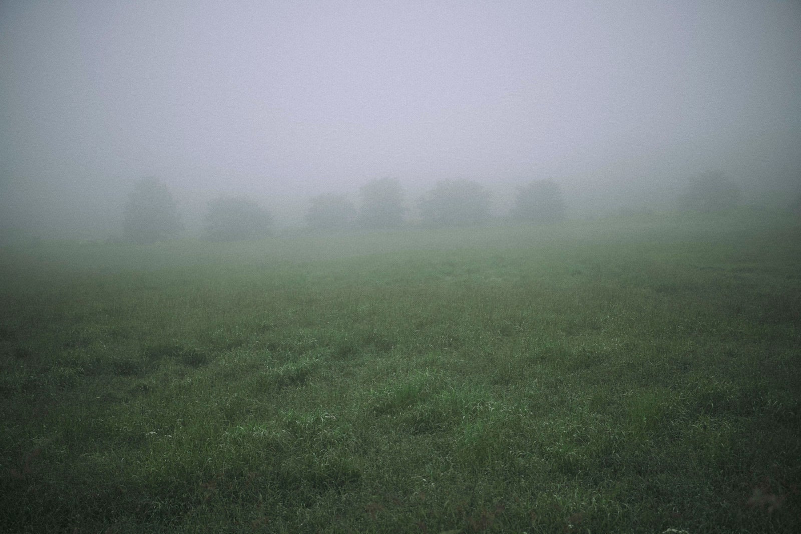 「霧に向こうにおぼろげに見える木々」の写真