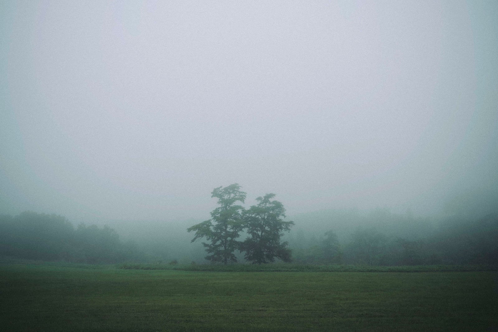 「霧の中に立つ双子の木」の写真