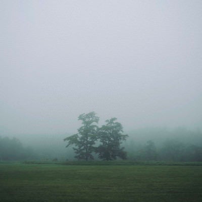 霧の中に立つ双子の木の写真