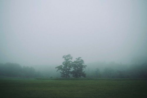 霧の中に立つ双子の木の写真