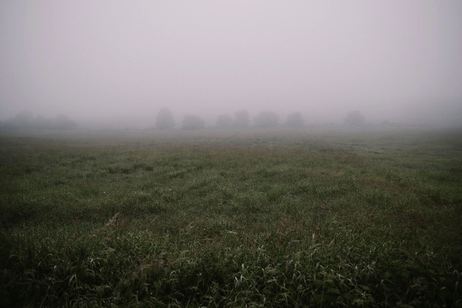 「霧の牧草地に浮かぶ影」の写真