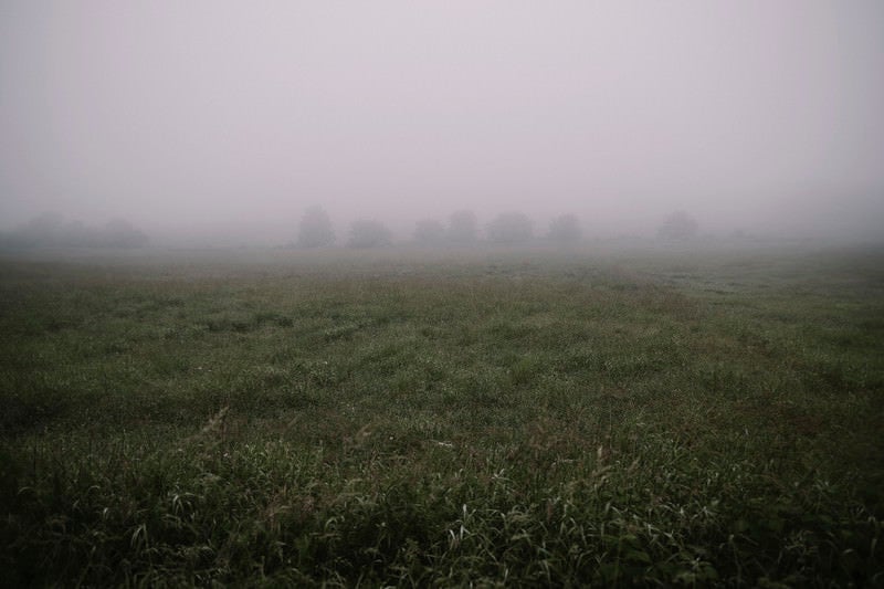 霧の牧草地に浮かぶ影の写真