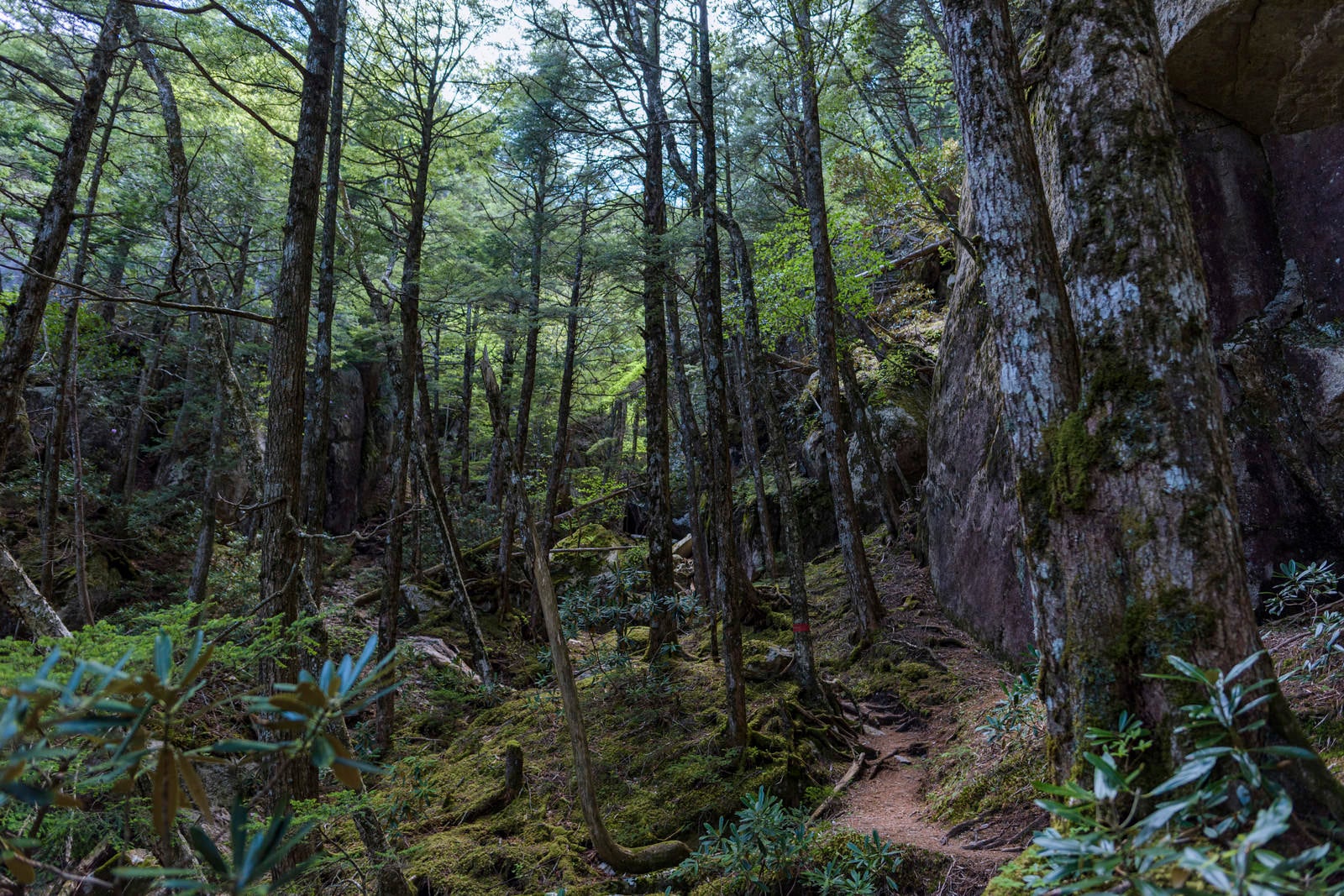 「瑞牆山黒森コースの森」の写真
