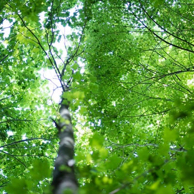 輝く新緑の森（瑞牆山）の写真